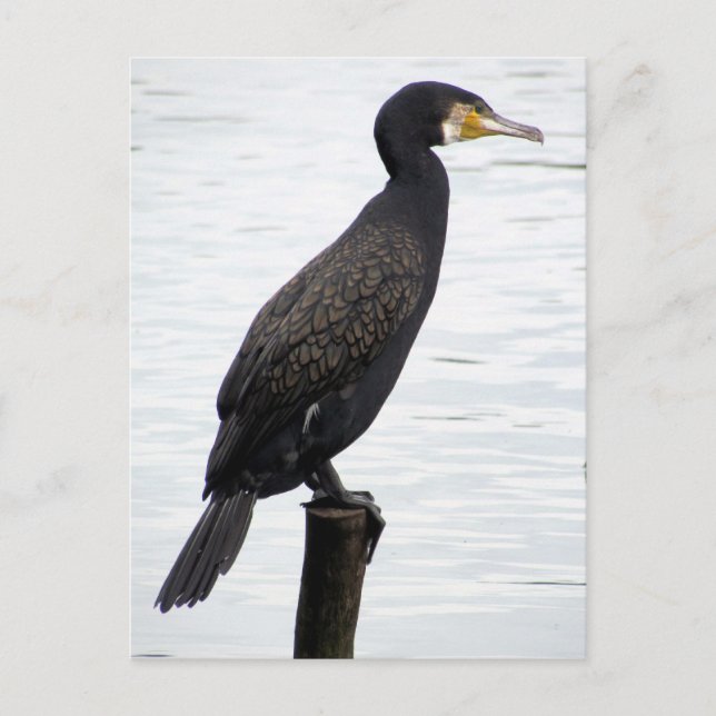 Postal Cormorant (Anverso)