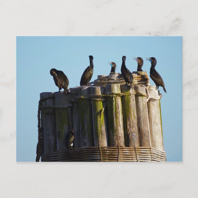 Postal Cormorant de Brandt (Anverso)