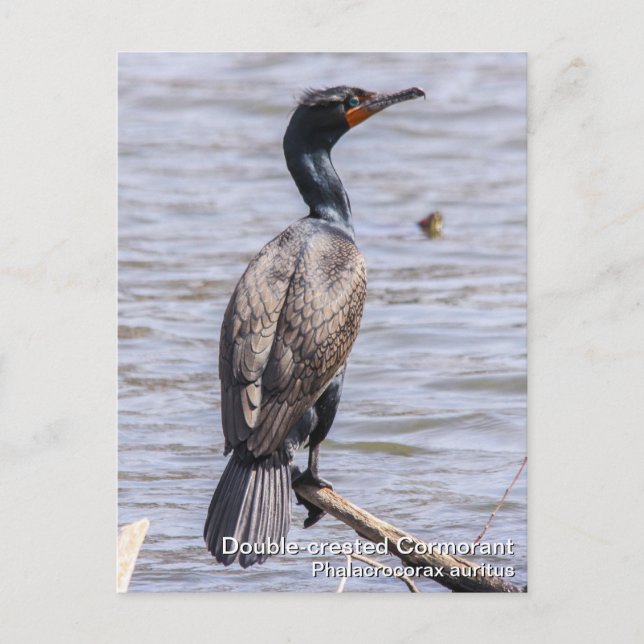 Postal Cormorant de doble cresta (Anverso)