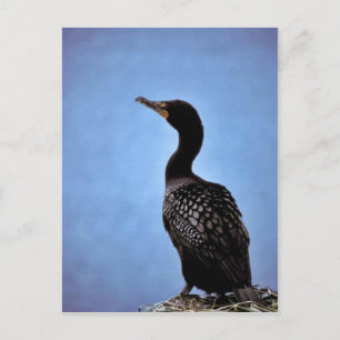 Postal Cormorant de doble cresta