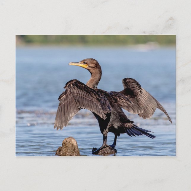 Postal Cormorant de doble cresta en el lago Champlain (Anverso)