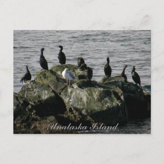 Postal Cormorantes y una gaviota, isla Unalaska