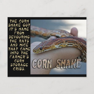 POSTAL CORN SNAKE