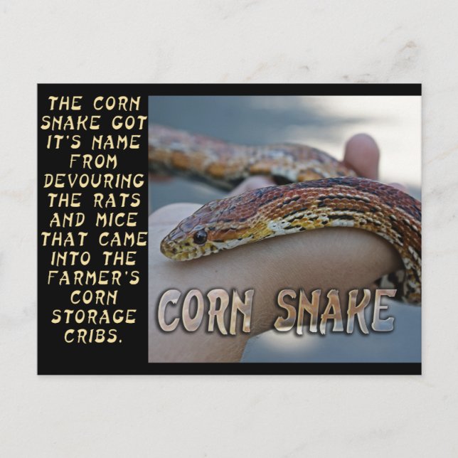 POSTAL CORN SNAKE (Anverso)