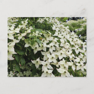 Postal Cornejos de primavera en Marshall en flor