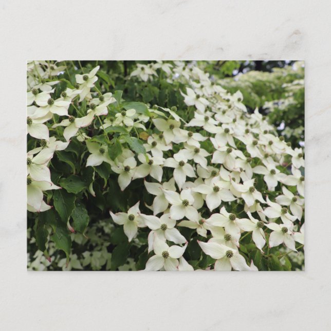 Postal Cornejos de primavera en Marshall en flor (Anverso)
