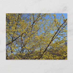 Postal Cornelian Cherry Dogwood y Blue Sky Floral