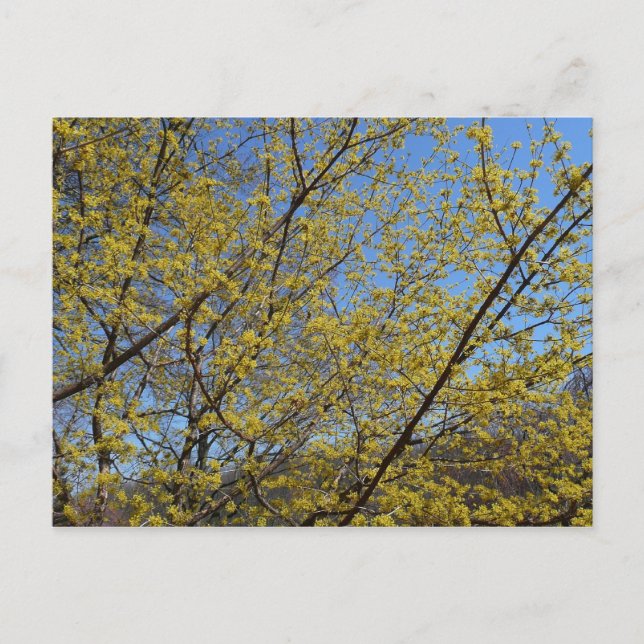 Postal Cornelian Cherry Dogwood y Blue Sky Floral (Anverso)