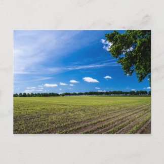 Postal Cornfield al sol