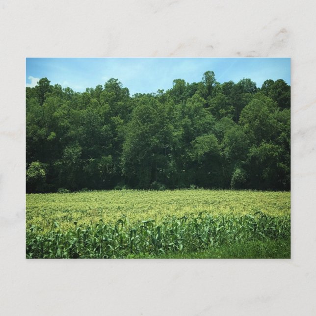 Postal Cornfield, Poster rural de Carolina del Norte (Anverso)