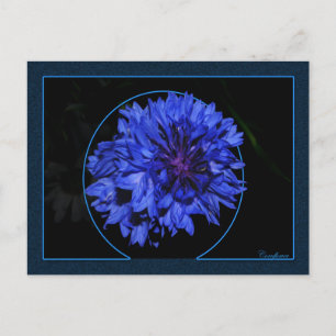 Postal Cornflower