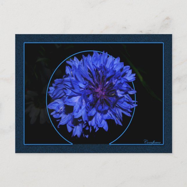 Postal Cornflower (Anverso)