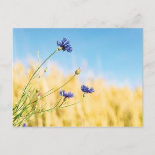 Postal Cornflower