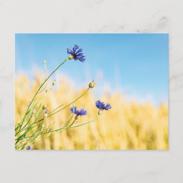Postal Cornflower (Anverso)