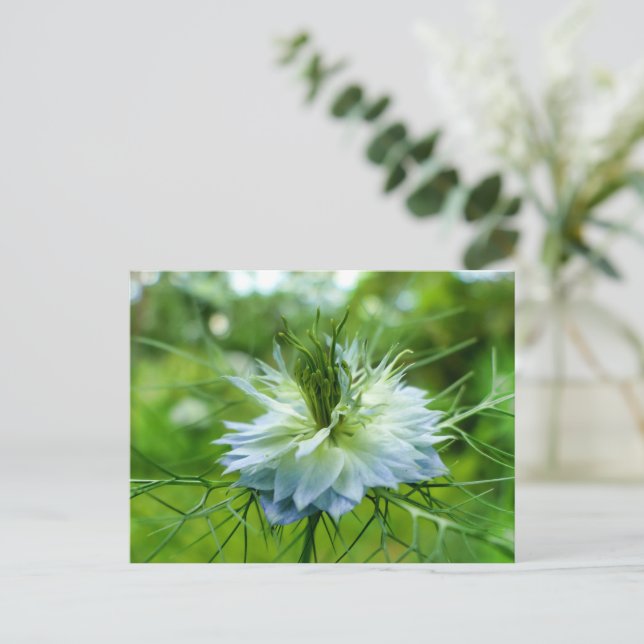 Postal Cornflower (Anverso de pie)