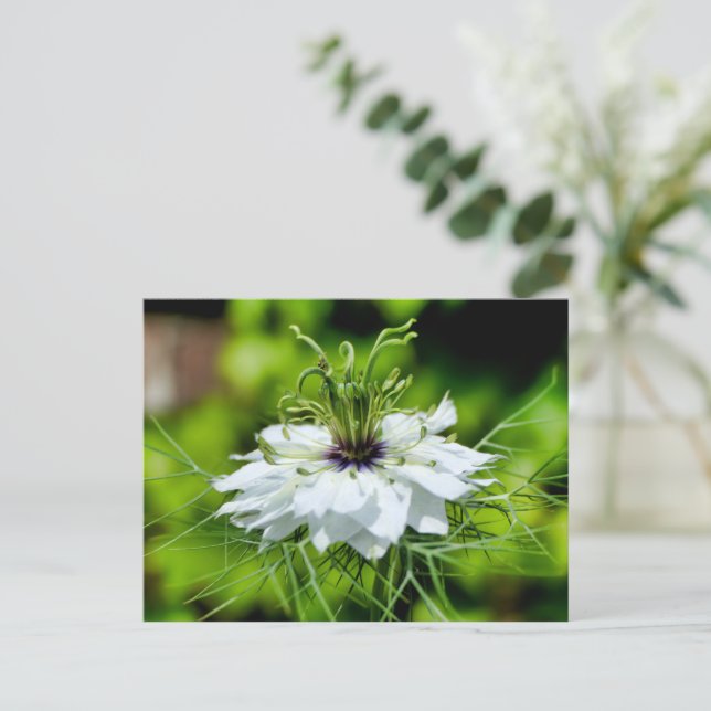 Postal Cornflower (Anverso de pie)