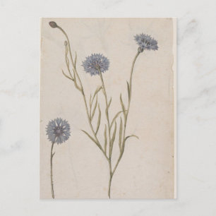 Postal Cornflower de Jacques de Morgues