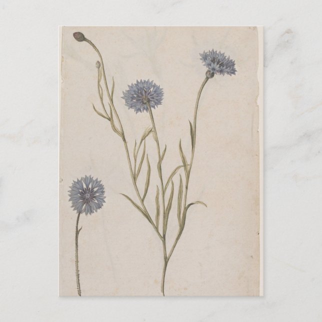 Postal Cornflower de Jacques de Morgues (Anverso)