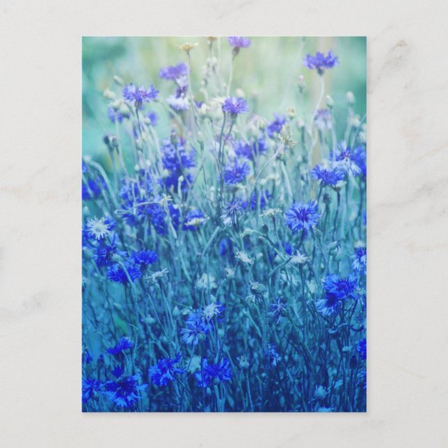 Postal Cornflowers (Anverso)