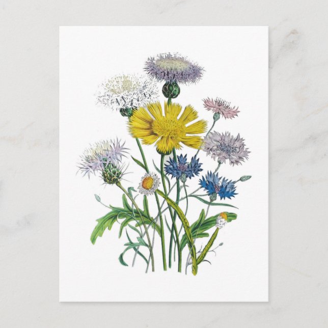 Postal Cornflowers (Anverso)