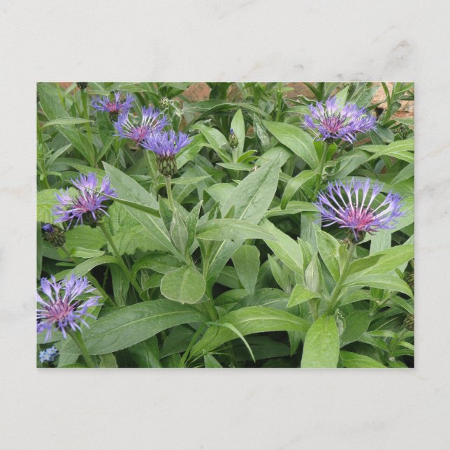 Postal Cornflowers Postcard (Anverso)