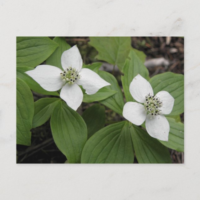Postal Cornouiller du Canada (Anverso)