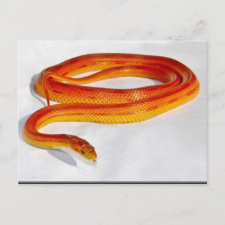 Postal CornSnakeCorner Corner Cornsnake a rayas ... - Per