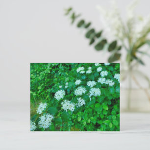 Postal Cornus sanguinea