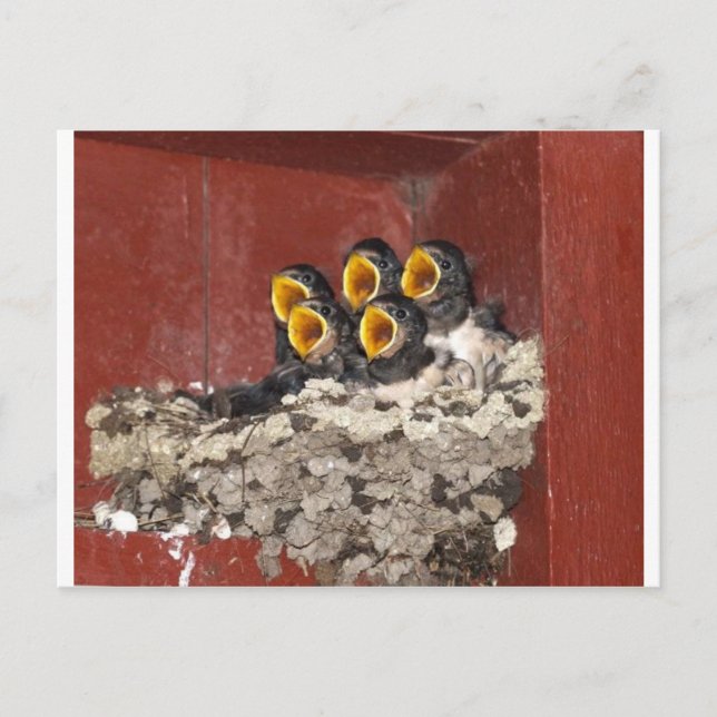 Postal Coro de pájaros (Anverso)