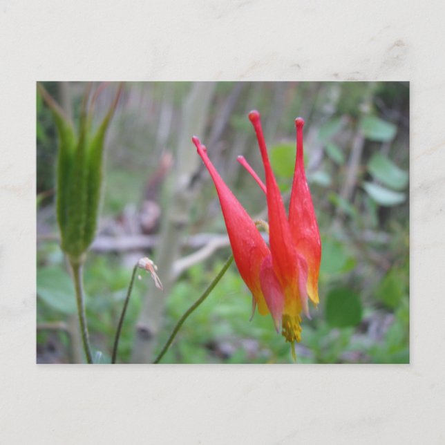 Postal Corona (Anverso)