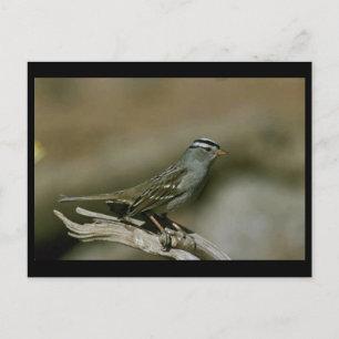 Postal Corona blanca