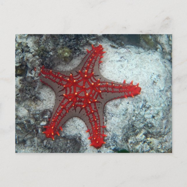 Postal Corona de las estrellas de mar de las espinas en (Anverso)