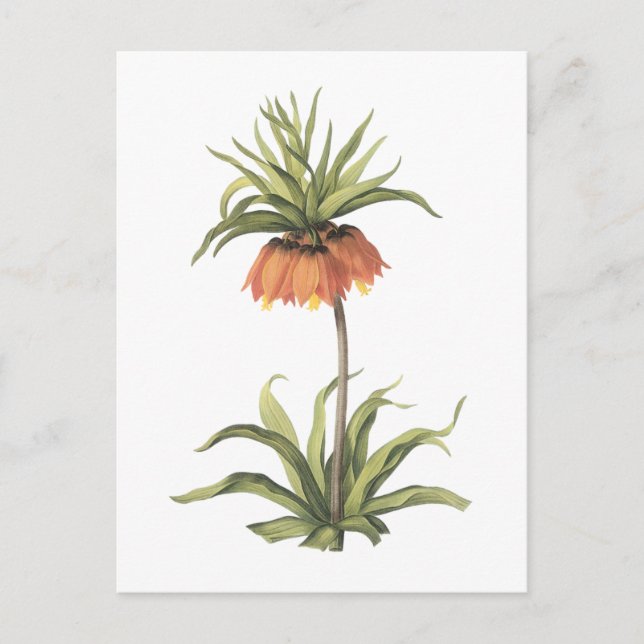 Postal corona imperial (Fritillaria imperialis) de Redout (Anverso)