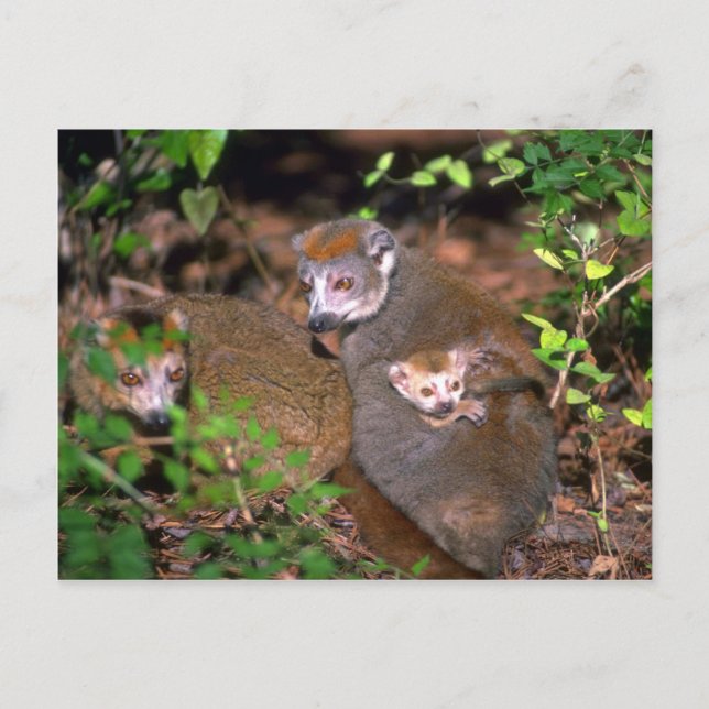 Postal Coronada pareja de Lemur con bebé (Anverso)