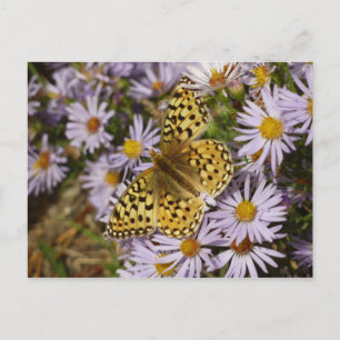 Postal Coronis Fritillary en flores de aster en Grand Tet
