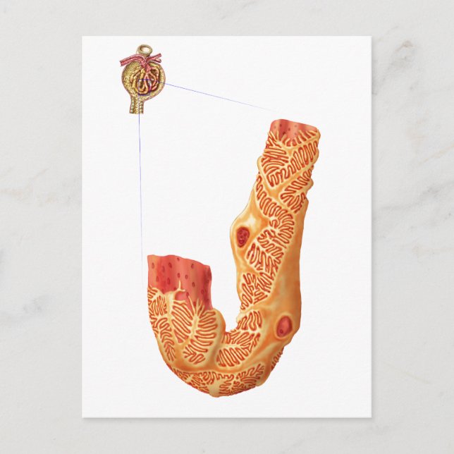 Postal Corpúsculo Renal Y Membrana De Filtración (Anverso)