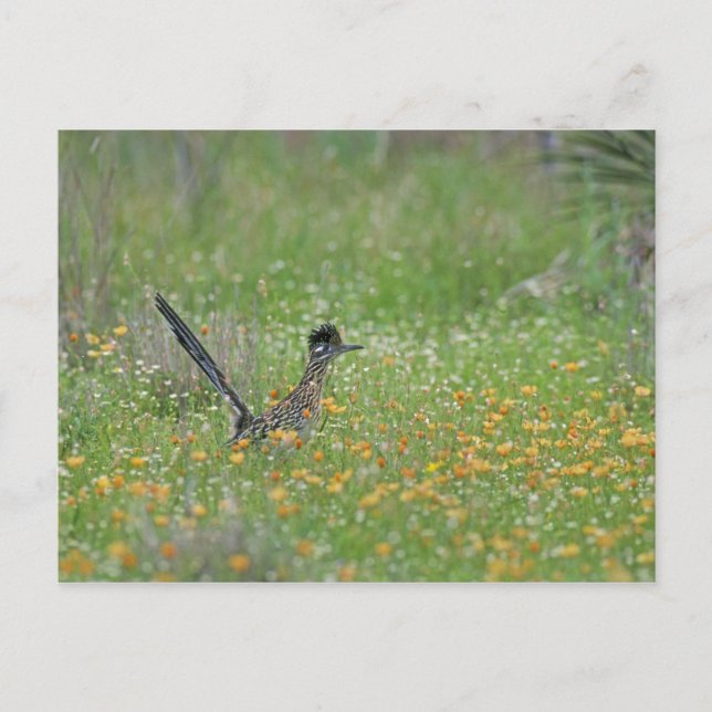 Postal Correcaminos Grande, Geococcyx (Anverso)