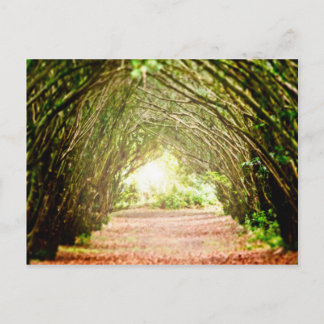 Postal Corredor de árbol