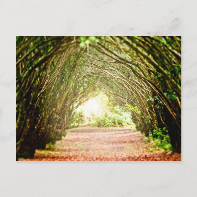 Postal Corredor de árbol (Anverso)