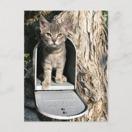 Postal Correo gatito
