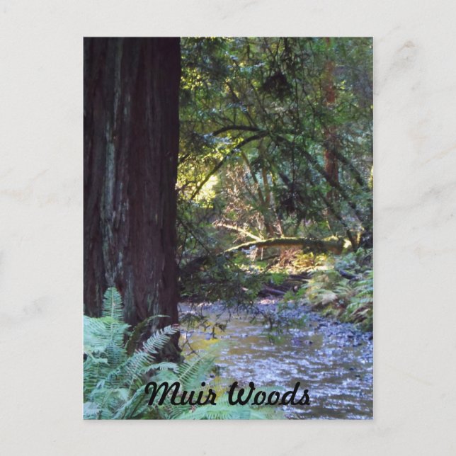 Postal Corriente de Muir Woods (Anverso)