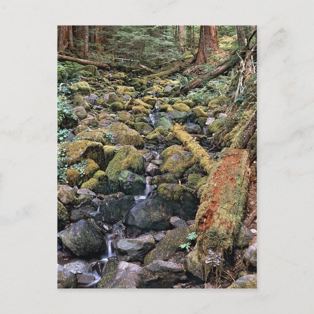 Postal Corriente de roca común de Minnesota del bosque (Anverso)