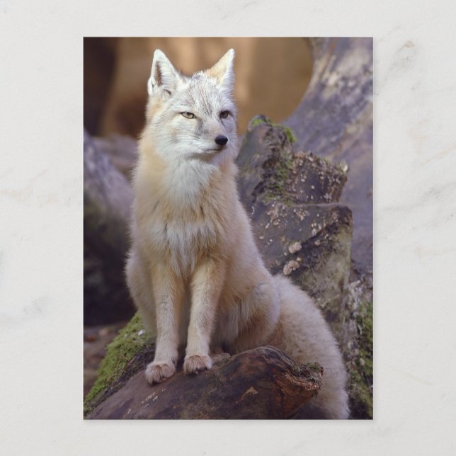 Postal Corsac Fox (Anverso)