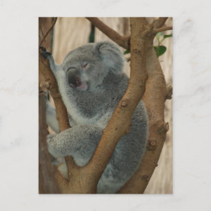Postal corta de duelo del oso de Koala