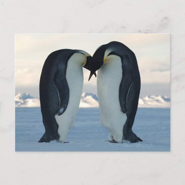 Postal Corte de Emperor Penguin (Anverso)