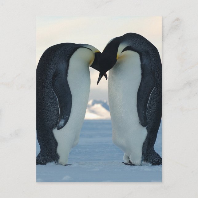 Postal Corte de Emperor Penguin (Anverso)