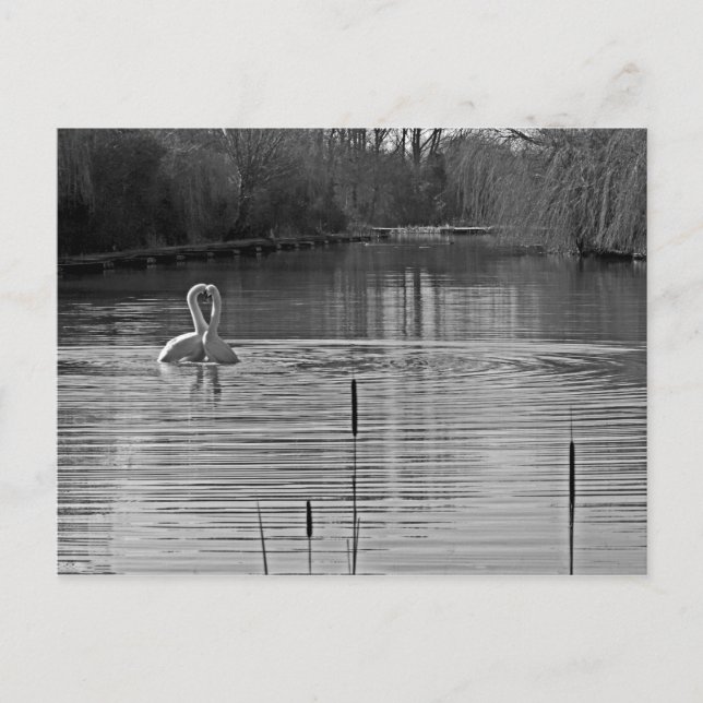 Postal Cortejar cisnes en blanco y negro (Anverso)