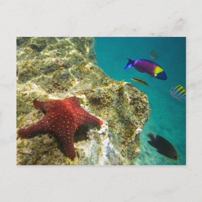 Postal Cortez Rainbow Wrasse macho y hembra y mar (Anverso)