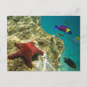 Postal Cortez Rainbow Wrasse machos y hembras y mar