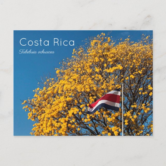 Postal Corteza amarilla (Anverso)